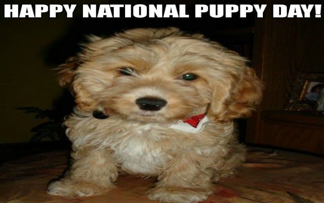 National Puppy Day!  Show us your puppy!!!!