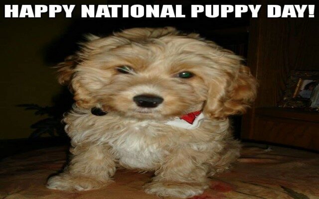 Happy National PUPPY Day!  Show us your puppy!
