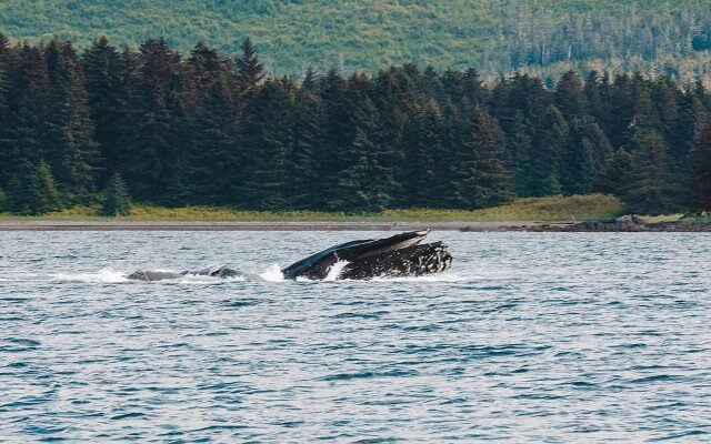 Get Up Close & Personal With Whales! 95 WIIL ROCK SUMMER ROAD TRIP Alaskan Cruise!