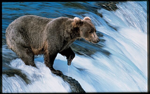 Go Fishing Bear Style! 95 WIIL ROCK SUMMER ROAD TRIP Alaskan Cruise!