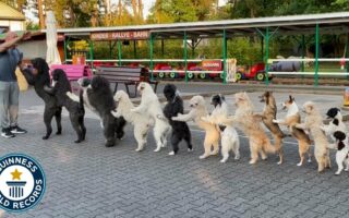 The longest conga line of dogs… Guinness World Records!